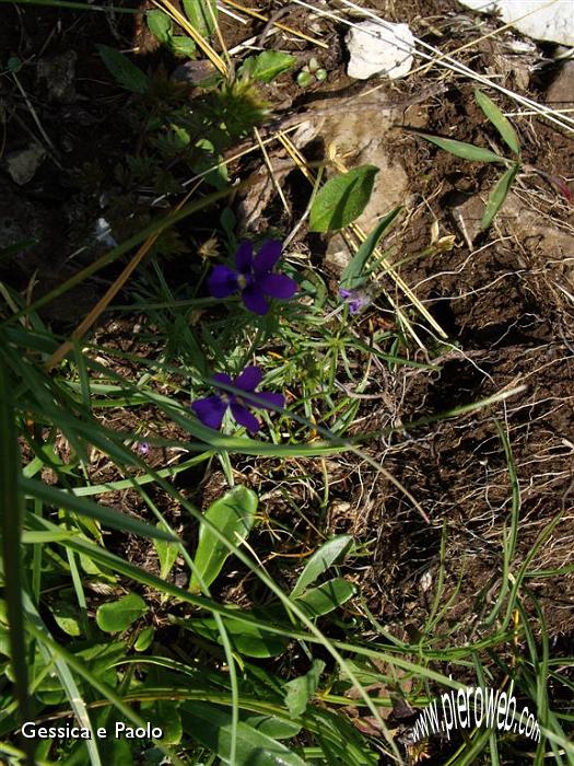7 GENZIANA  PRIMATICCIA.jpg